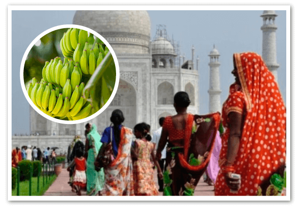 Alerta en la India por mutación de FOC Raza 1 en bananas Grand Nain