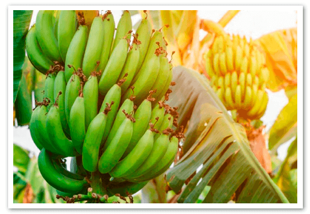 Exportaciones-de-banano-Una-de-cal-y-otra-de-arena