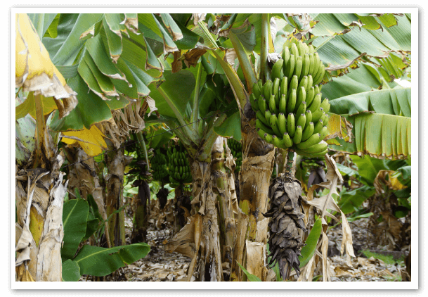 Hongo-amenaza-cultivos-de-banano-en-el-Huila-ecuador