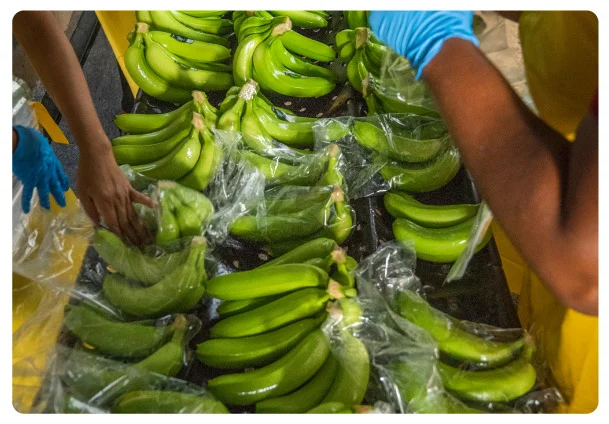 banano-empaquetado-bananaexport