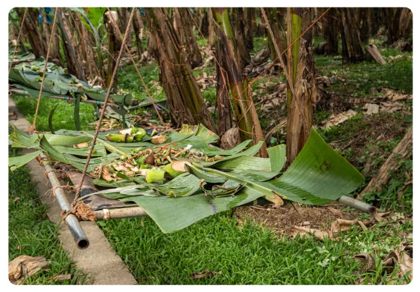 empresa-bananera-costarricense-bananaexport