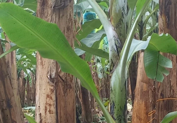 Evaluacion-generacion-sucesion-cultivo-ec