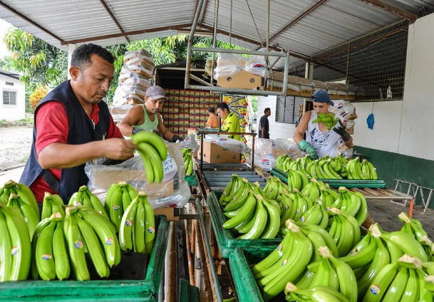precio-caja-banano-spot-ecuador