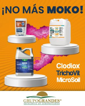 ¡No más Moko!