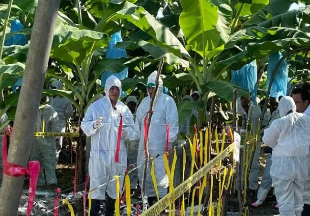 microorganismos-banano
