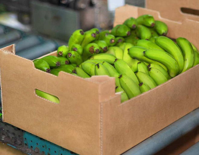 precio-caja-banano-2026-ecuador