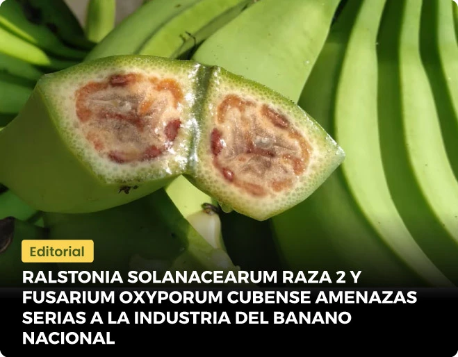 Ralstonia-solanacearum-raza-2-y-fusarium