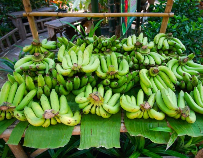 banano-japon-racimas