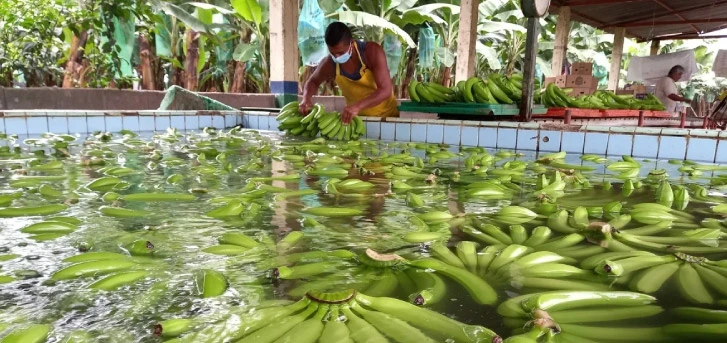 banano-piscina