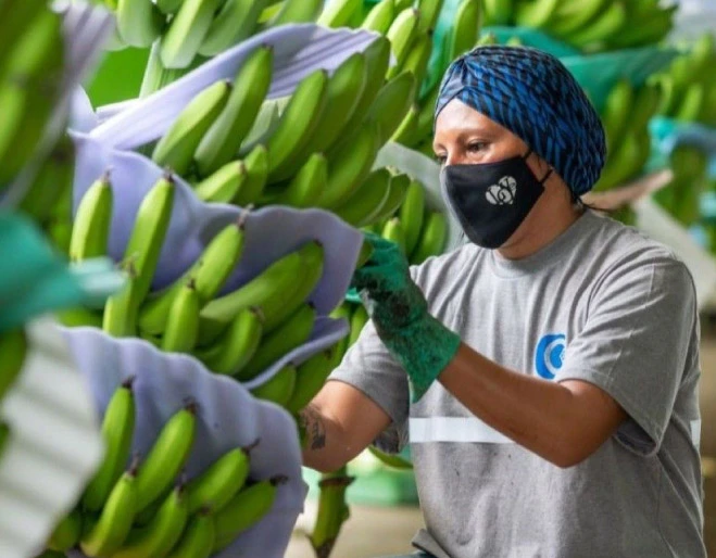 exportaciones-de-banano-filipinas-1