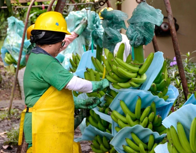 japon-banano-exportacion