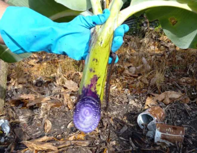 Ralstonia-solanacearum-Moko