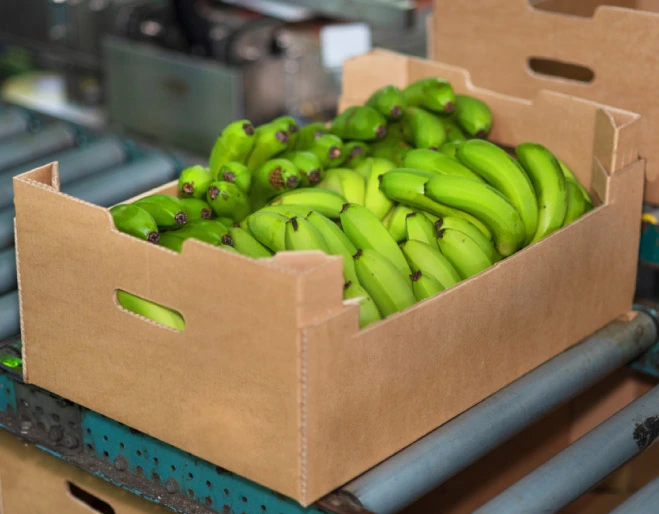 Seguridad competitividad exportaciones bananeras caja banano