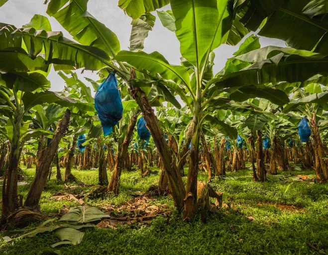 plantaciones-de-banano