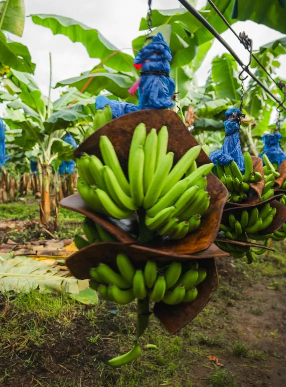 racimo-banano-verde-platano