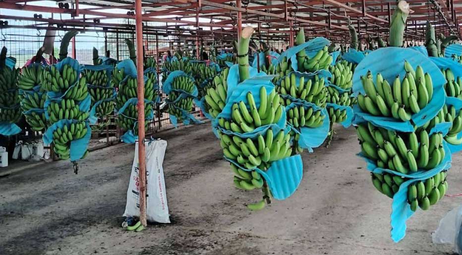 Banano-Ecuatoriano-2025-2026