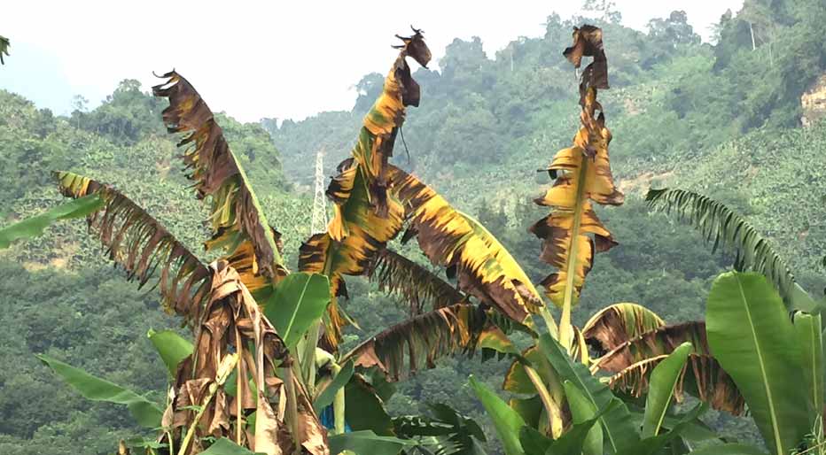 Banano-ecuatoriano-1