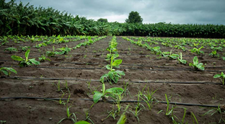 costa-rica-busca-crecer-40