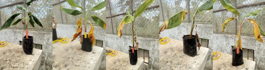 muestra-Fusarium-oxysporum-1