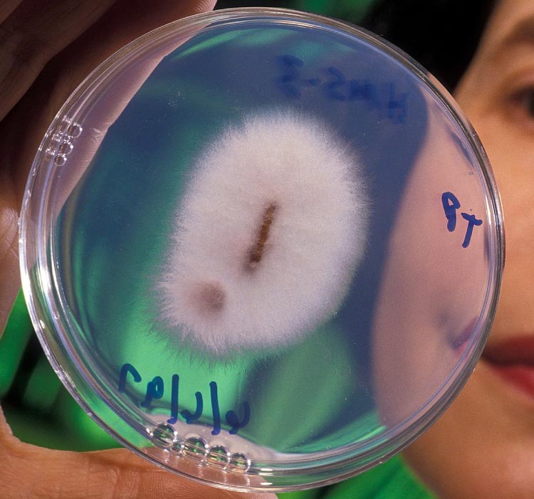 muestra-Fusarium-oxysporum