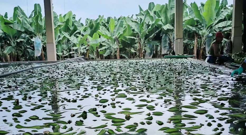 piscina-banano-ecuatoriano