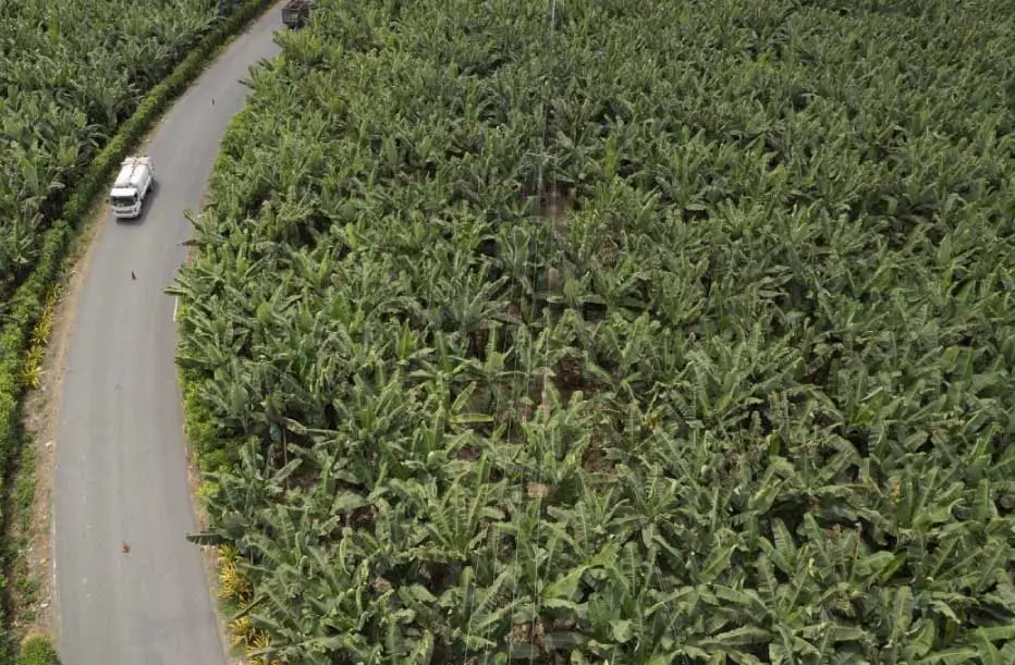 carretera-plantacion-banano