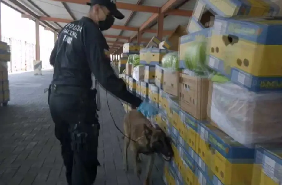 manual-de-supervivencia-del-banano-3