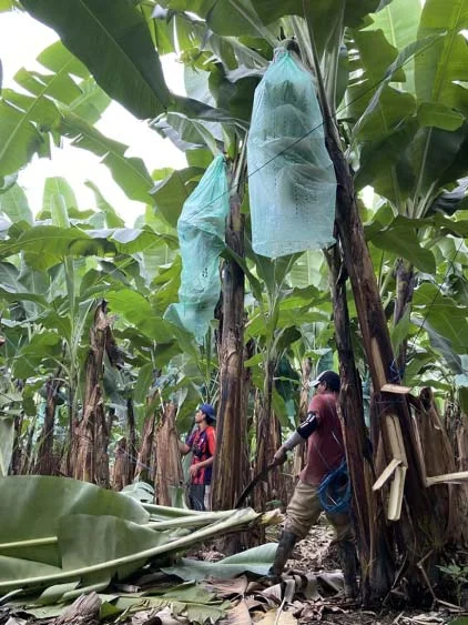 racima-de-platano-verde-cubierto-3