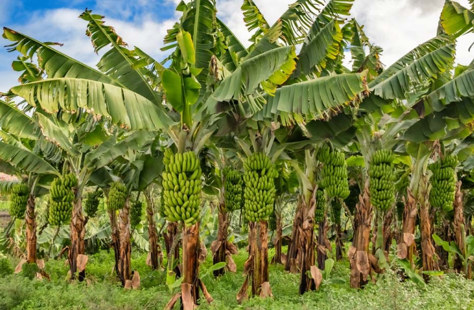 Ecuador-y-Brasil-Fusarium-y-Moko-1