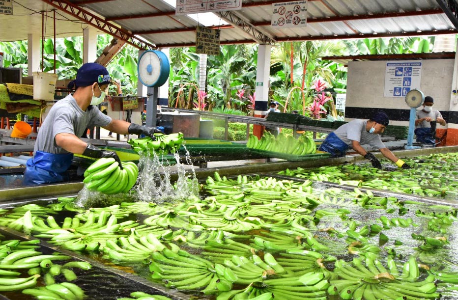 banano-en-auge-ecuador-1