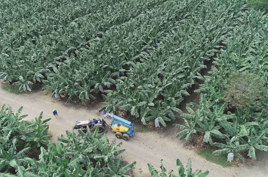 plantacion-de-banano-1