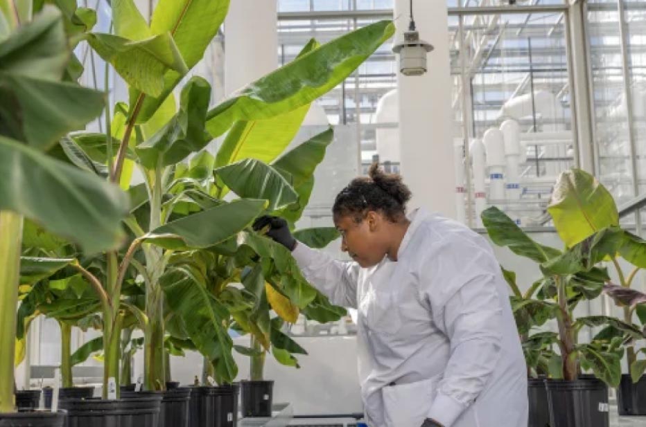 revolucion-genetica-banano-laboratorio