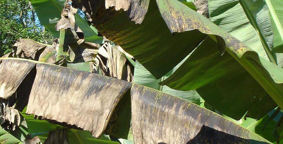 rama-de-banano-infectada
