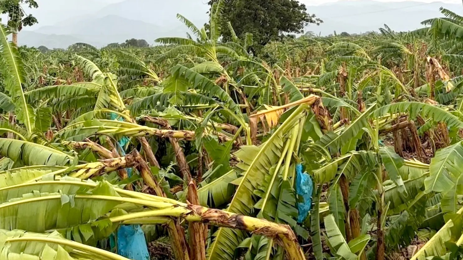 banano Magdalena Colombia 1