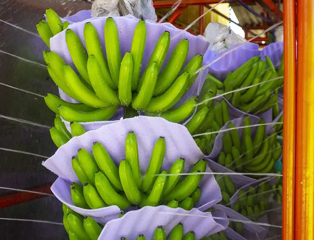 banano noboa trading
