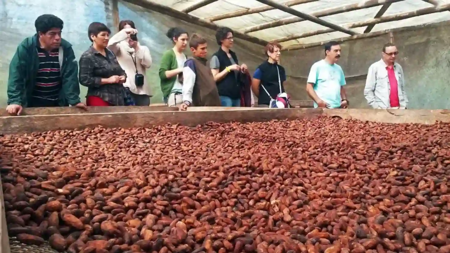 cacao ecuatoriano