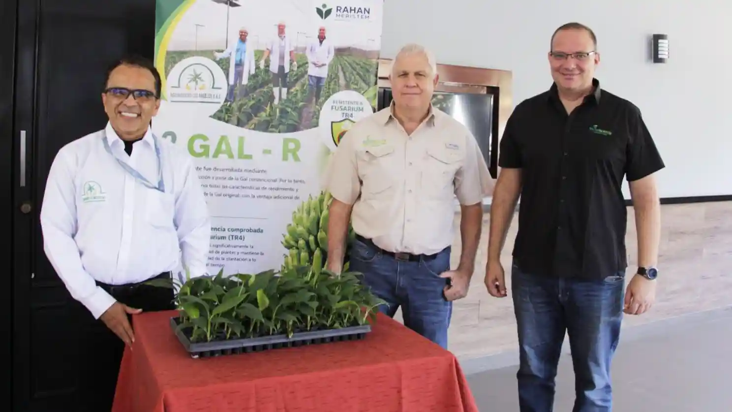 nueva variedad de banano resistente al fusarium r4t 2