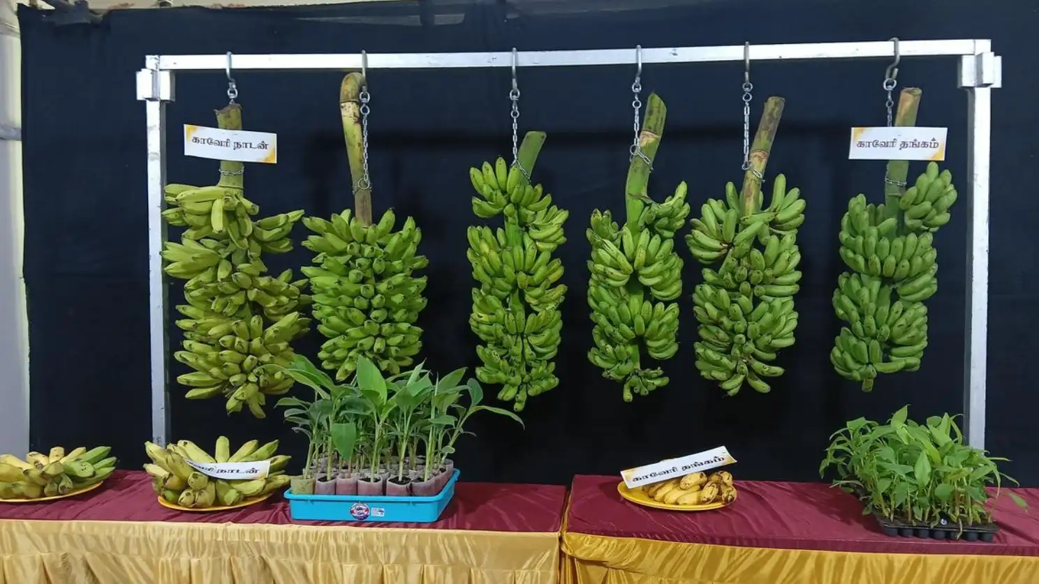 variedades de banano