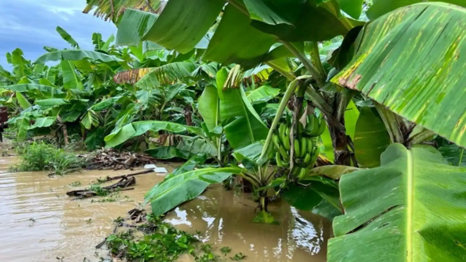 banano inundacion en Ecuador